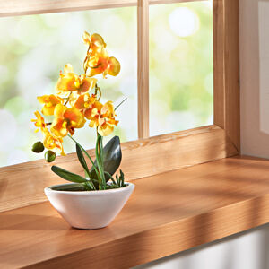 Magnet 3Pagen Orchidea "Phalaenopsis" žltá