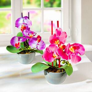Magnet 3Pagen 2 aranžmány "Orchidea v kvetináči"