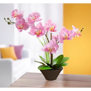 Dekoratívna orchidea